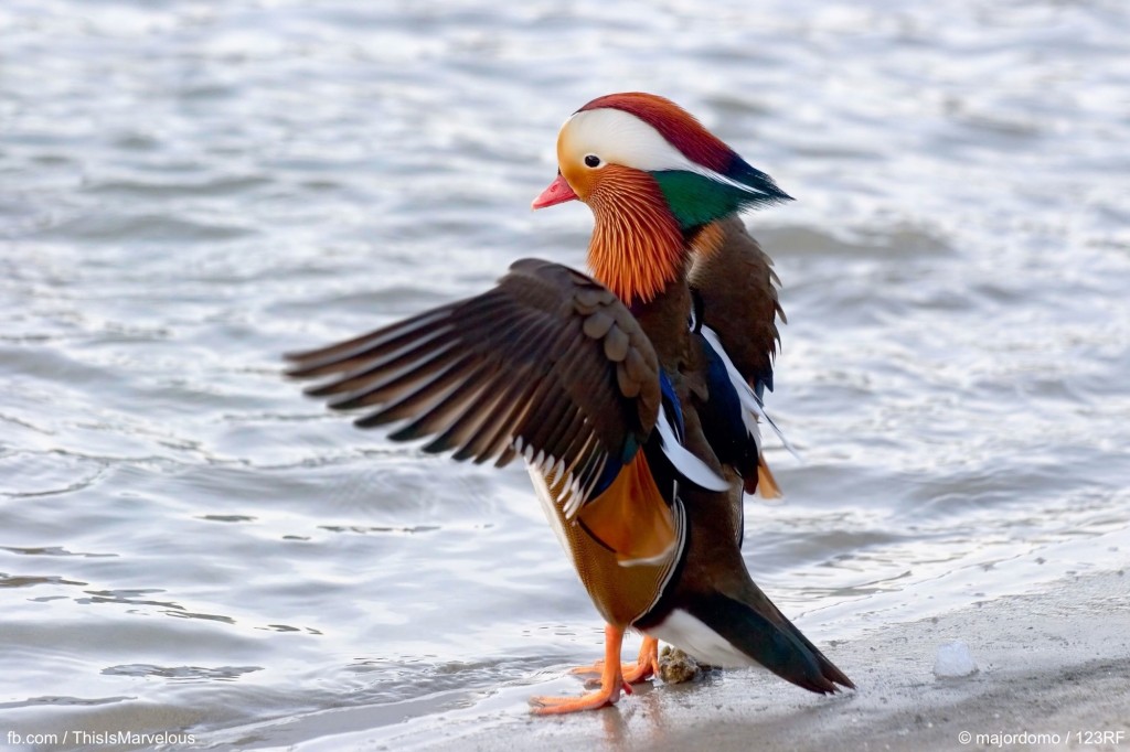 Mandarin Duck